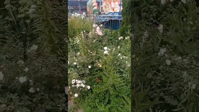 Большая клумба в парке аттракционов