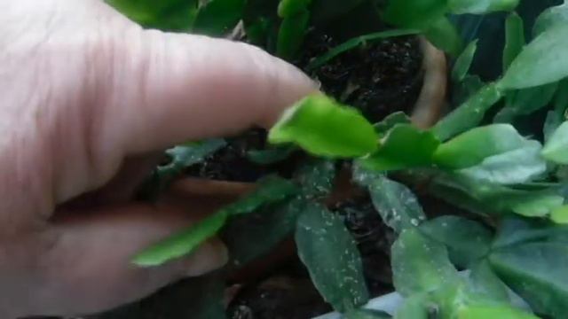 LILLY SEEDS смотреть онлайн