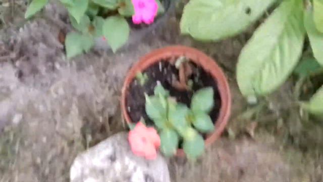 Мои петуньи, петуньи фрилитуньи и Ванька мокрый.