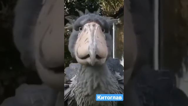 Китоглав. Очень крупная птица, её высота в среднем составляет 1,2 м, размах крыльев — 2,3 м смотреть онлайн