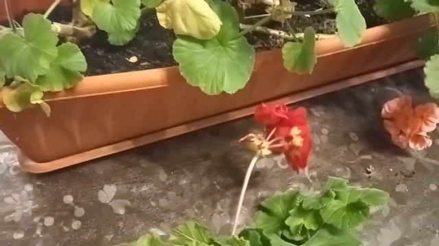 Кардинальная обрезка пеларгонии (герани). смотреть онлайн