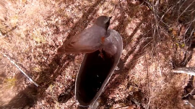 Где ГНЕЗДО ГОРИХВОСТКИ ? смотреть онлайн