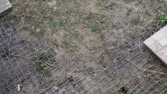 Лиса Василиса. Про жизнь в лесу и вольер смотреть онлайн