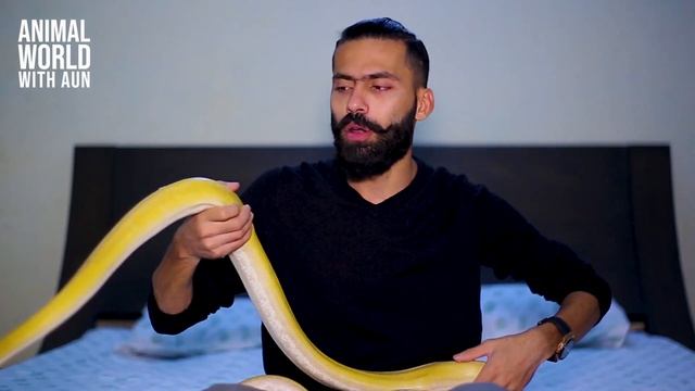 Only One Reticulated Python in Pakistan I Animal World With Aun смотреть онлайн