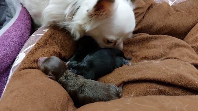 Мажор помогает принимать роды, вылизывает щенков, питомник чихуахуа Кастропуло Крым