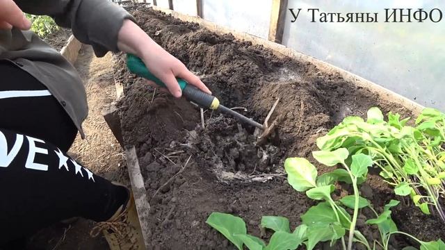 Расскажу мои СЕКРЕТЫ посадки БАКЛАЖАН в теплицу!!! смотреть онлайн