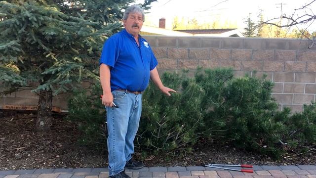 How to Prune Mugo Pines Part 1 смотреть онлайн