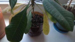 Осень у комнатных растений. Молочай беложилковый. Опадают листья