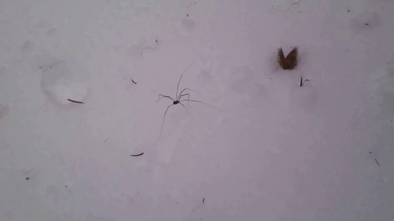 Плато Черногор 04-05.11.16 - 03 Попутчик смотреть онлайн