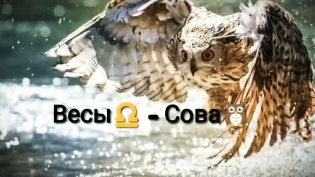 Кто ты из хищных животных по знаку зодиака? смотреть онлайн