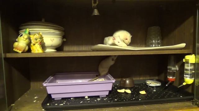 Крыса самец в гостях у самок... смотреть онлайн