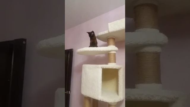 Ковролиновый игровой комплекс для кошки. Закажи на Котико.рф смотреть онлайн