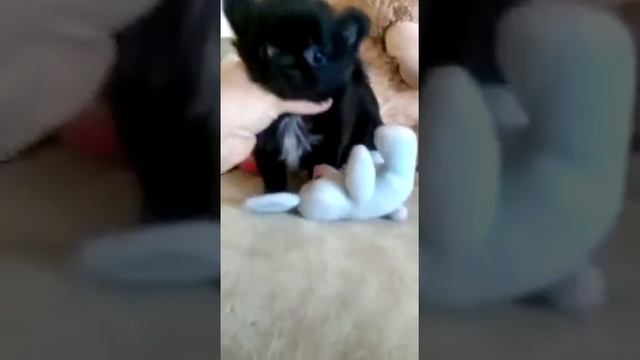 Чихуахуа длинношерстный черного окраса! смотреть онлайн