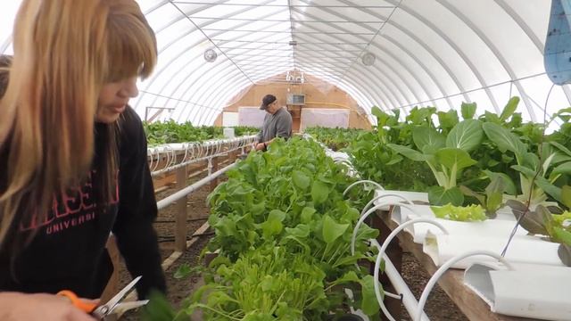 HOW TO HARVEST HYDROPONIC TROUGHS смотреть онлайн