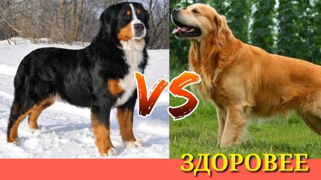 #Бернский зенненхунд против Золотистого ретривера// Animals Battle// смотреть онлайн