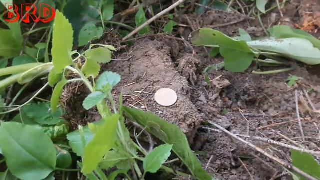 BRD Поиск монет на лесной дороге смотреть онлайн