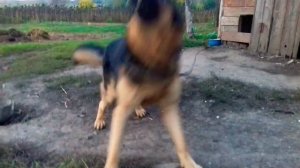 КАК ПОДОЙТИ К НЕЗНАКОМОЙ СОБАКЕ❓😆🐶 ЛАЙФХАК❗👍