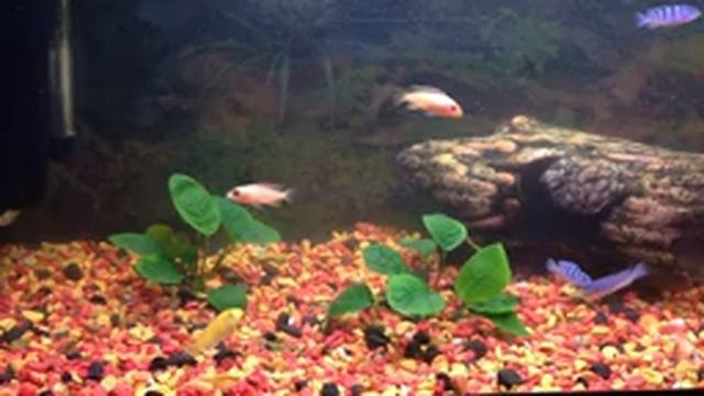 Лабидохромисы и другие цихлиды