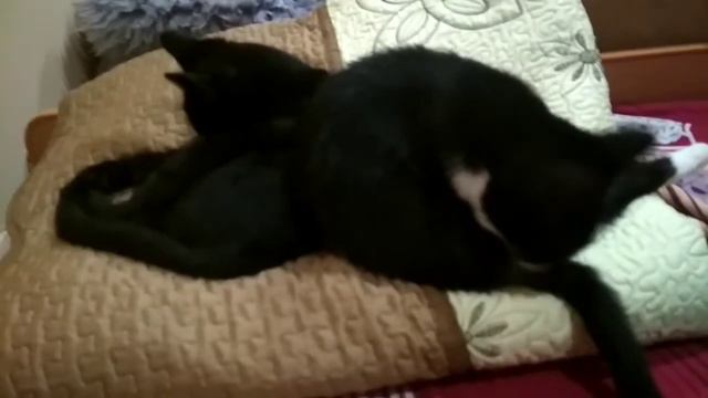 Вот как надо мыться!💦💦💦😽💦💦💦 смотреть онлайн