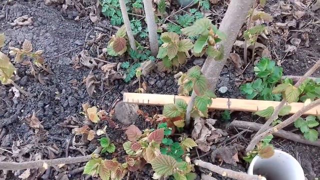 Фундук Трапезунд.Несколько практических советов. смотреть онлайн