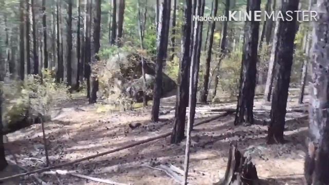 Забайкальские леса Чита смотреть онлайн