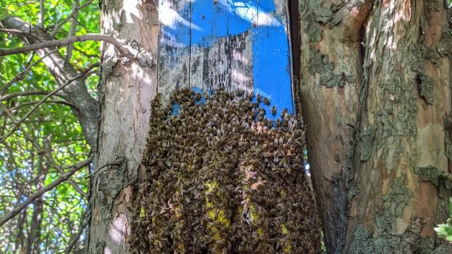 Рій бджіл під рійницею. Дикі бджоли. Дикий мед. A swarm of bees under the trap. Wild honey смотреть онлайн