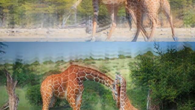 РАЗМНОЖЕНИЕ ЖИРАФОВ | ЧЕМ ПИТАЕТСЯ ЖИРАФ | ОБРАЗ ЖИЗНИ ЖИРАФА