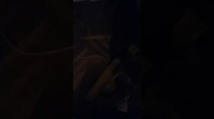 Как убить клопа уксусом? Или как уснуть ночью, если у вас дома клопы!