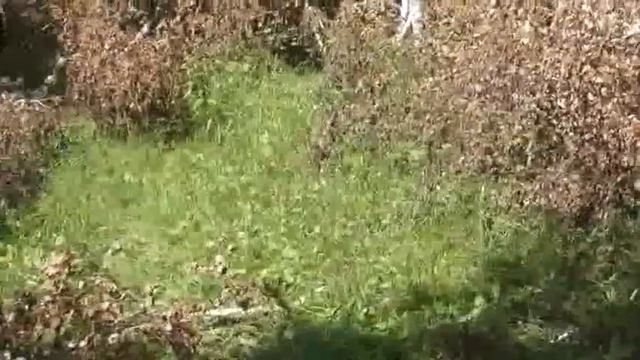 Дерево поперёк дороги убрать. 21. 07. 2020 смотреть онлайн