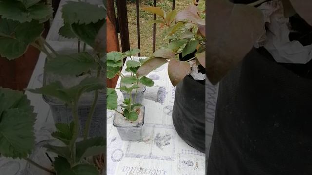 Обновленная Купчиха -2 в продаже у нас // С.Х.У смотреть онлайн