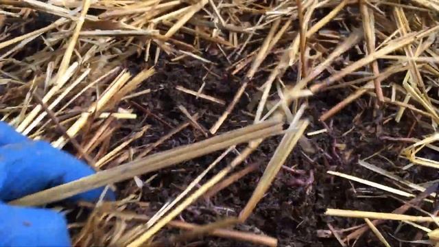 Разведение червей ч.1 смотреть онлайн