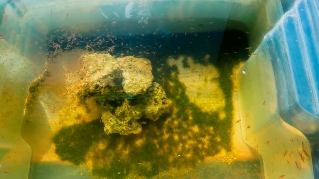 21 день Артемия делает Артемию!artemia смотреть онлайн