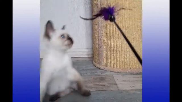 Орхидея Ванда Элегант Степ смотреть онлайн