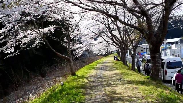 Sakura in Kesennuma, Miyagi Prefecture, Japan смотреть онлайн