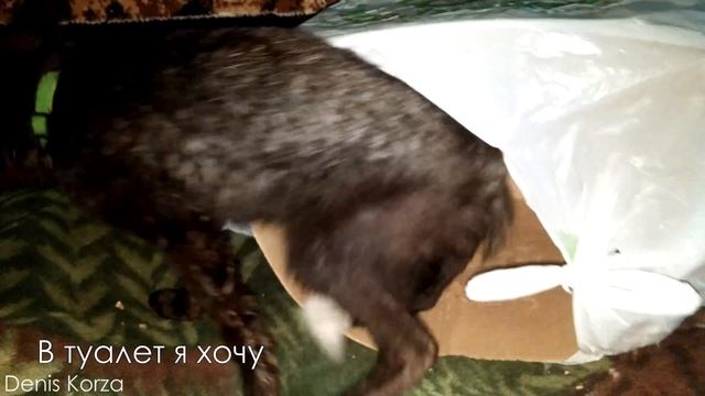 Лиса делает ремонт в картонной коробке. Организация пространства по-лисьи ?? @DenisKorza #Fox смотреть онлайн