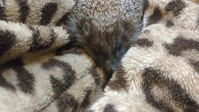 Не даём Ёжику спать) [Don't let the hedgehog sleep] смотреть онлайн