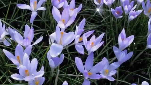 Утро весеннее, нежное-нежное! /стихи и музыка/ смотреть онлайн