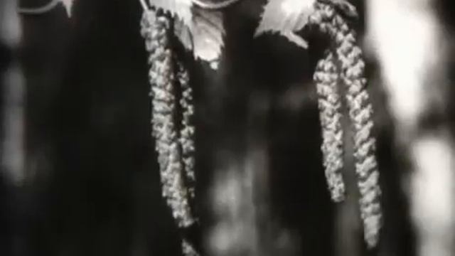 ОПЫЛЕНИЕ И ОПЛОДОТВОРЕНИЕ ЦВЕТКОВЫХ РАСТЕНИЙ смотреть онлайн