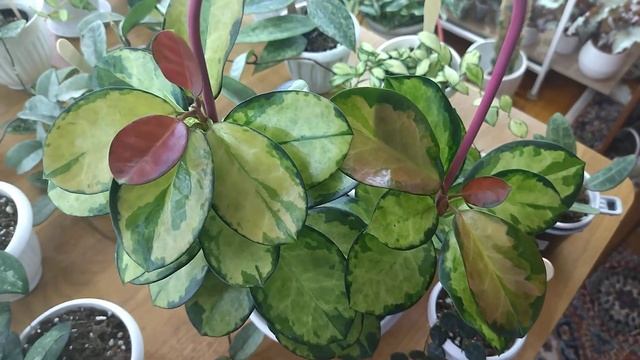 Обзор комнатных растений. полка 3.Оксалисы и хойи. смотреть онлайн