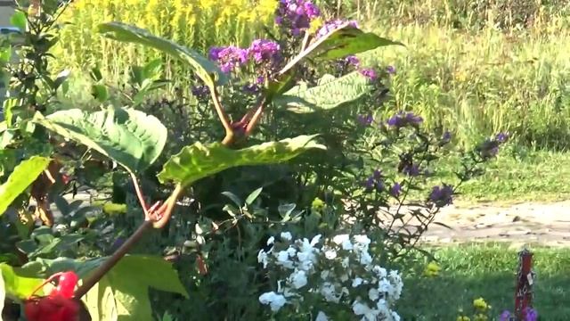 Осенняя сказка