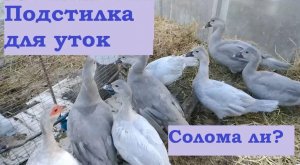 Подстилка для уток, солома ли ?
