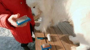 Расчёски для собак. Как ухаживать за шерстью самоеда.