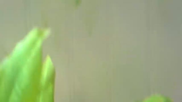 Kid Says the Sweetest Thing When Petting His Dream Cat смотреть онлайн