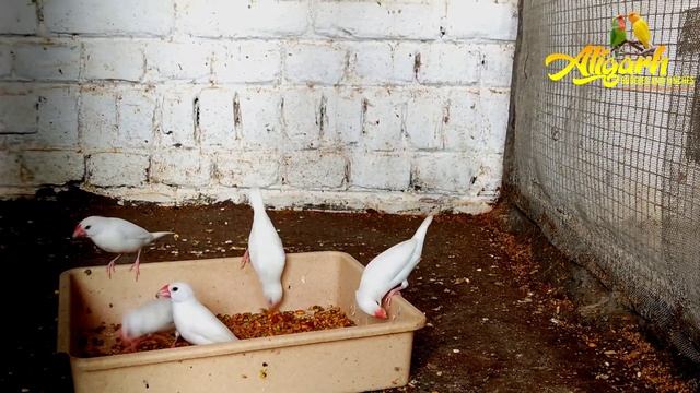 How to Make Java Sparrow Soft food and Seedmix Full Detailed смотреть онлайн