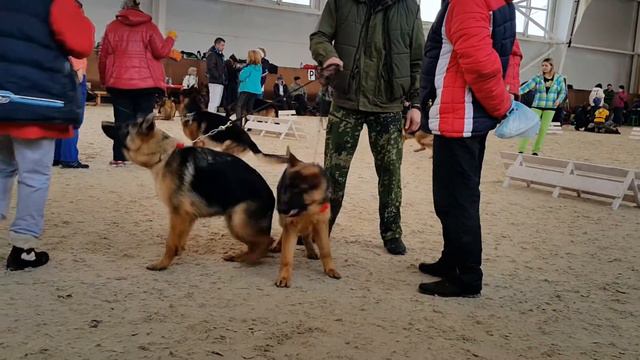 Цавари и Церсея Фростен Русланд ( Кимбо\Ульрика) 5 месяцев смотреть онлайн