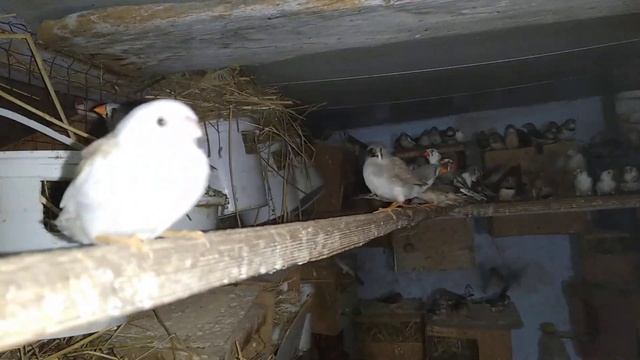 Обнаружил мутацию при переноске зебровых амадин в зимник. смотреть онлайн