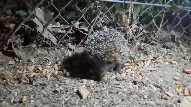 Ежик морской для канала Ежкин кот и Капитошка смотреть онлайн