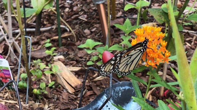Monarch Butterfly Dines On Butterfly Garden Near Sligo Creek смотреть онлайн