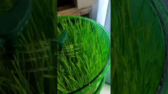 Автоматический проращиватель Tribest FL-3000 смотреть онлайн