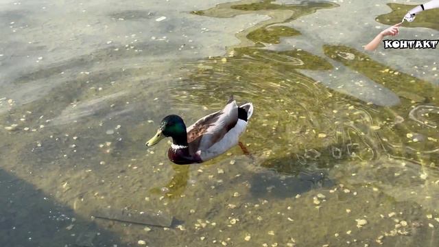 Включайся, Москва!